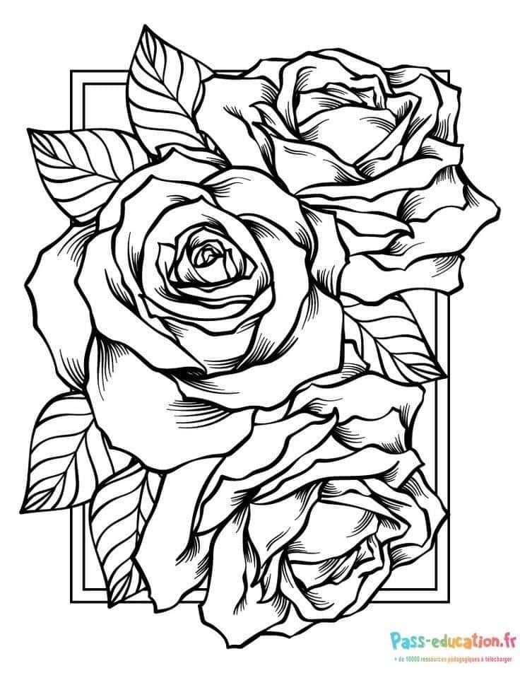Coloriage Bouquet de roses à imprimer et colorier
