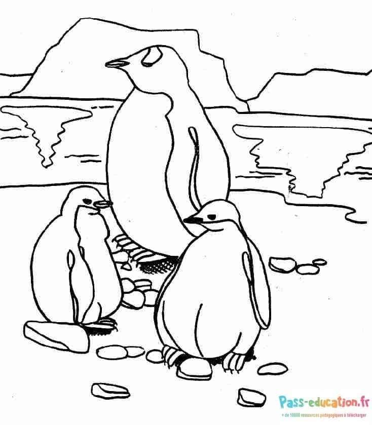 Coloriage Famille de pingouins à imprimer et colorier