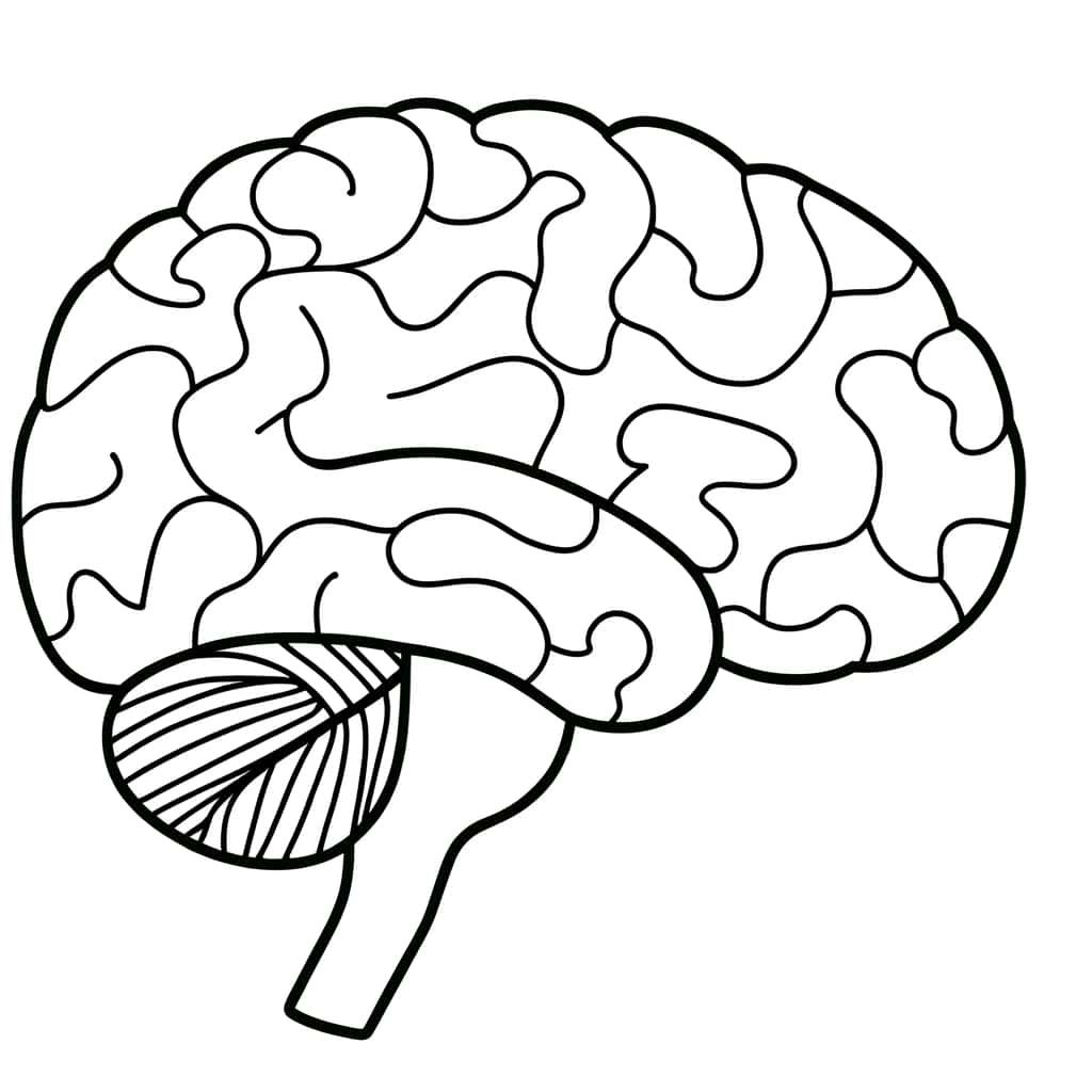 Coloriage Cerveau humain à imprimer et colorier
