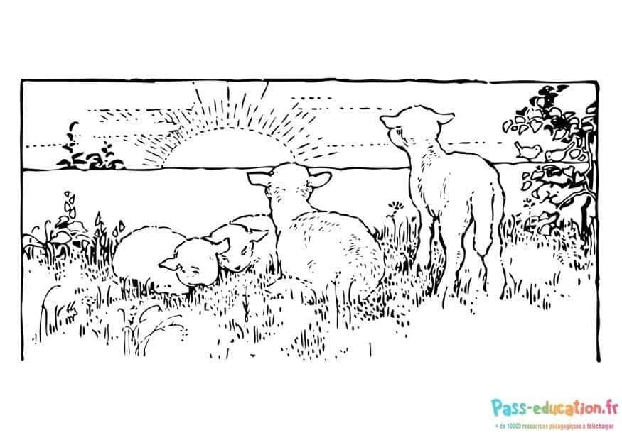 Coloriage Moutons sous le soleil à imprimer et colorier