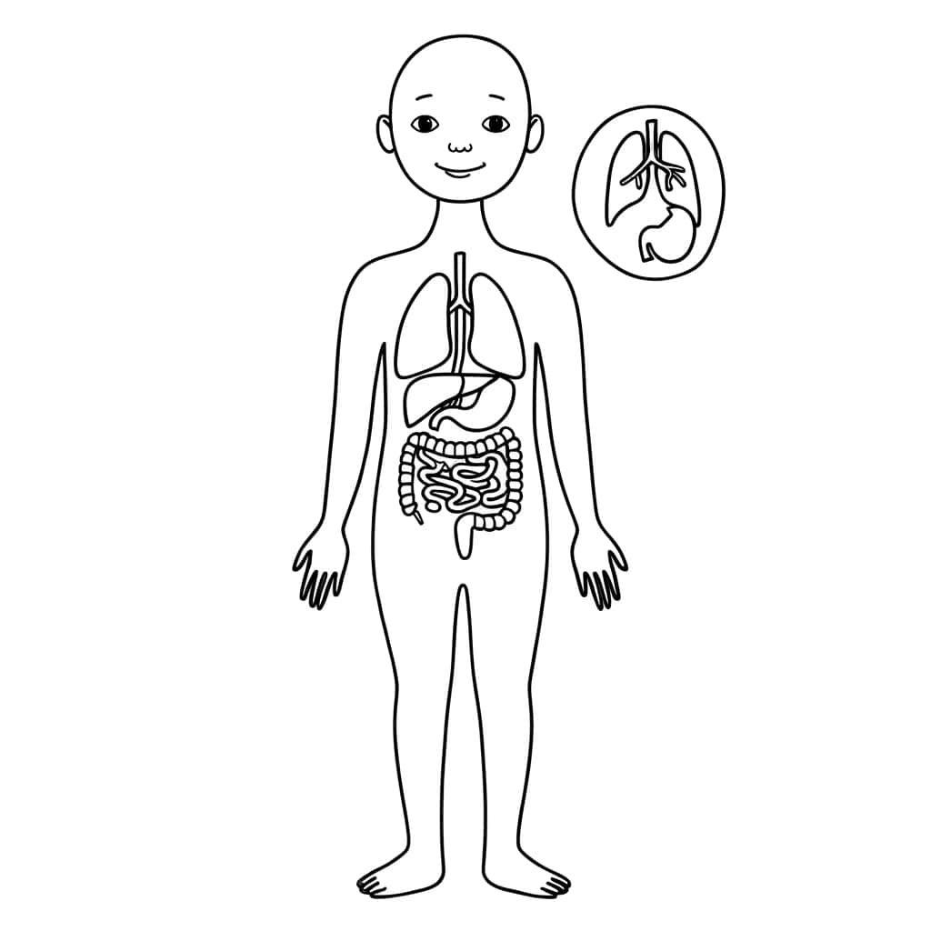 Coloriage Anatomie humaine à imprimer et colorier