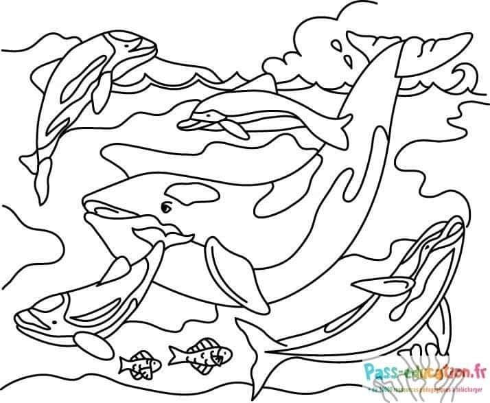 Coloriage Baleines joyeuses à imprimer et colorier