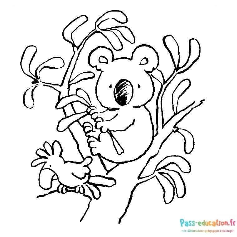 Coloriage Koala et oiseau à imprimer et colorier