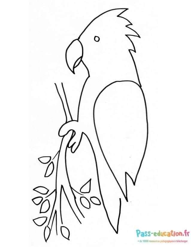 Coloriage Perroquet sur branche à imprimer et colorier