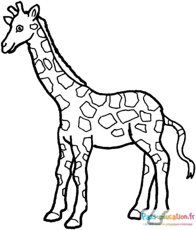 Coloriage Girafe dans la savane à imprimer et colorier