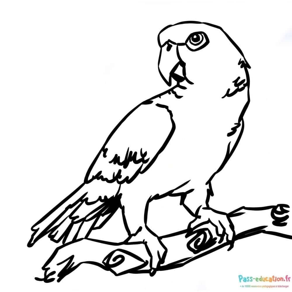 Coloriage Perroquet sur branche à imprimer et colorier