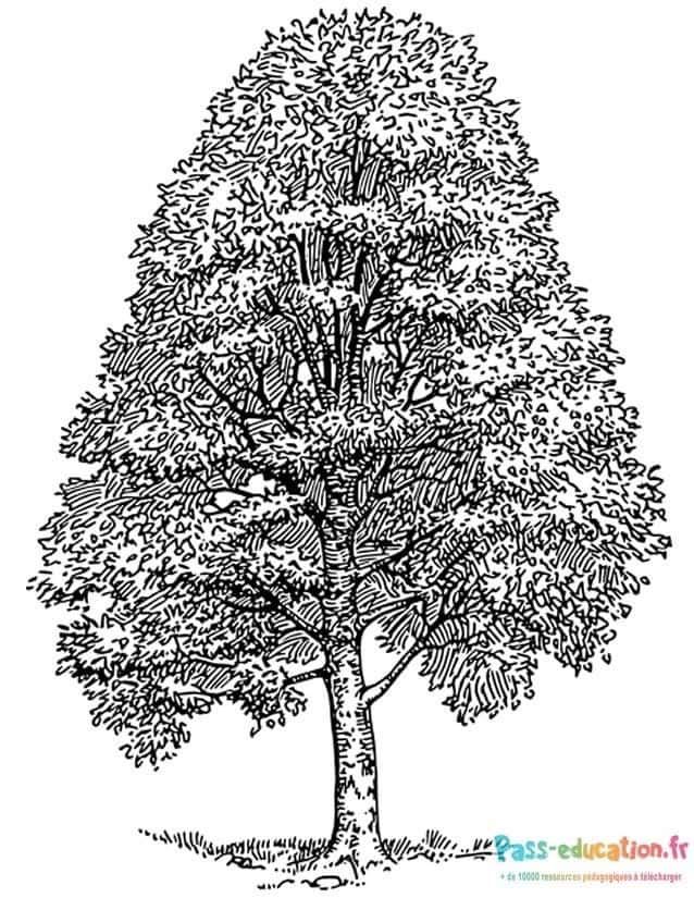 Coloriage Arbre touffu à imprimer et colorier