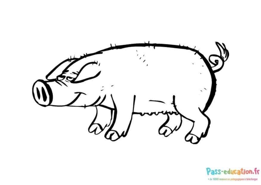Coloriage Pig à colorier à imprimer et colorier