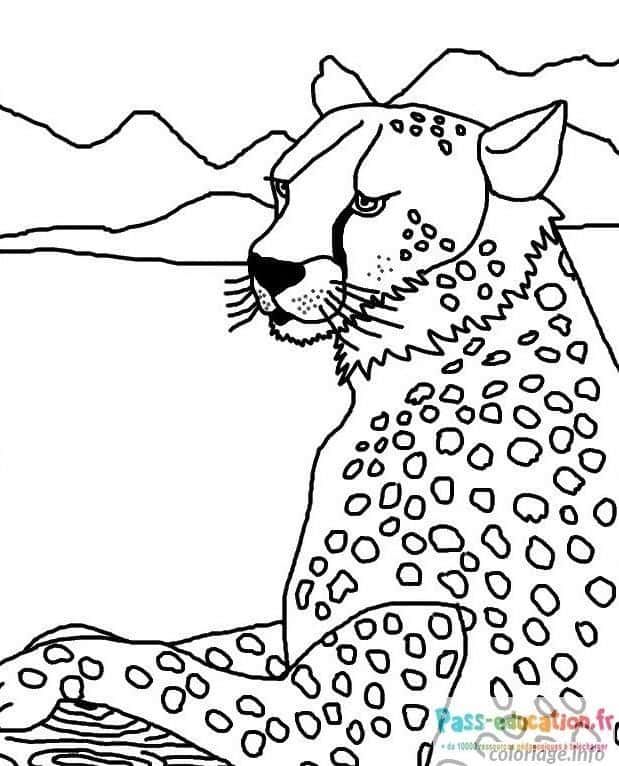 Coloriage Guépard attentif à imprimer et colorier