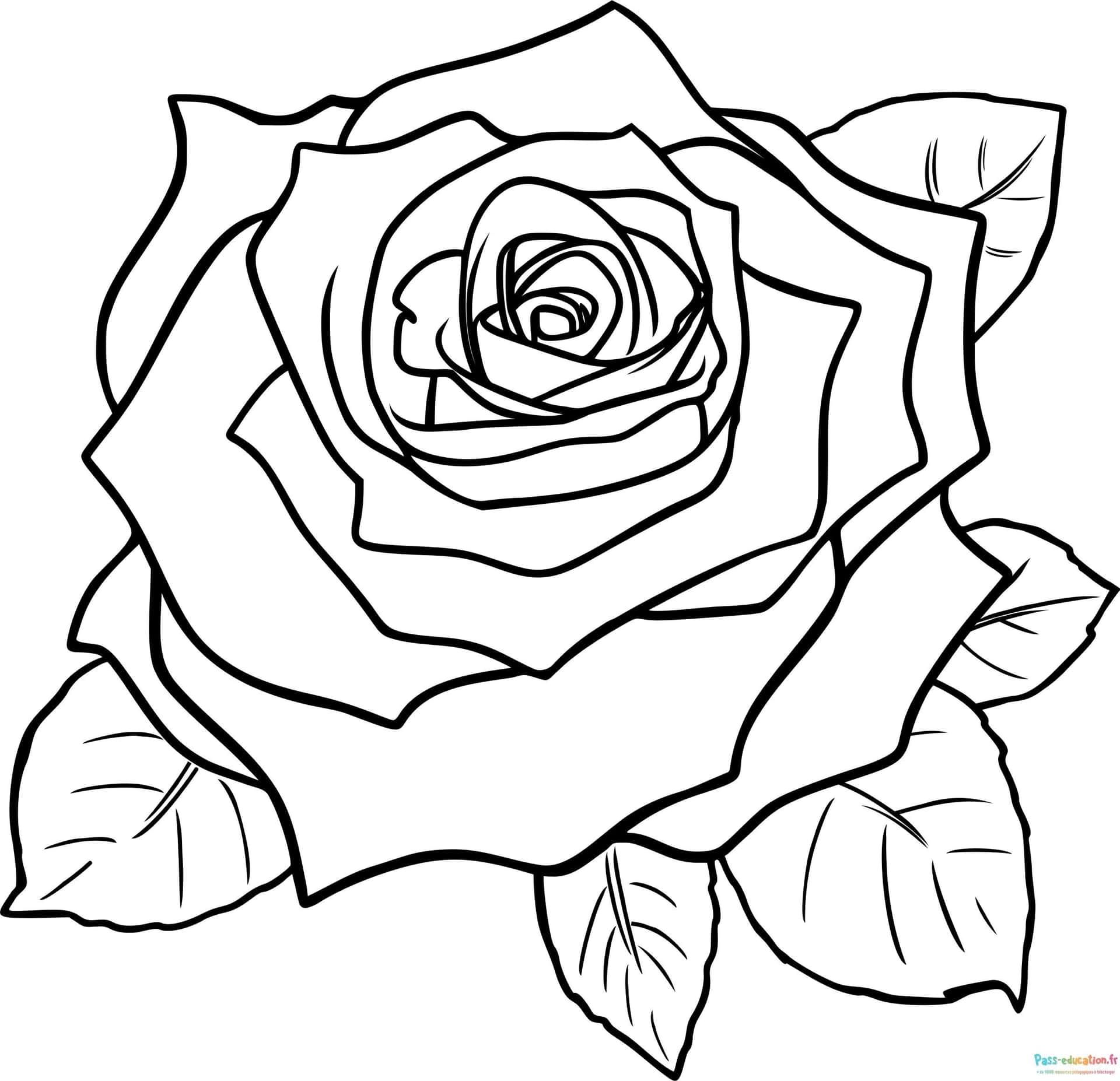 Coloriage Rose délicate à imprimer et colorier