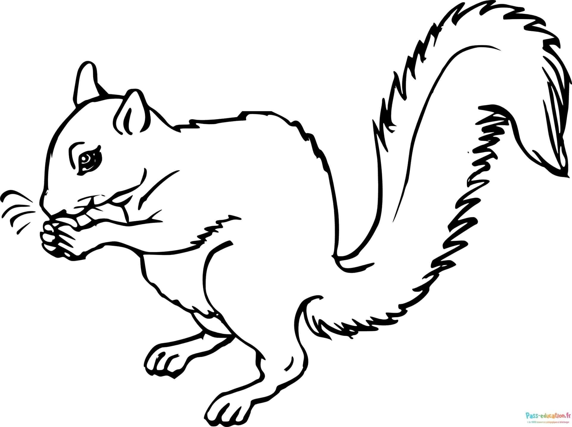 Coloriage Écureuil espiègle à imprimer et colorier