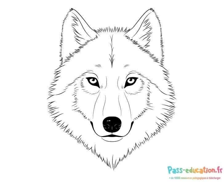 Coloriage Loup oreilles pointues à imprimer et colorier