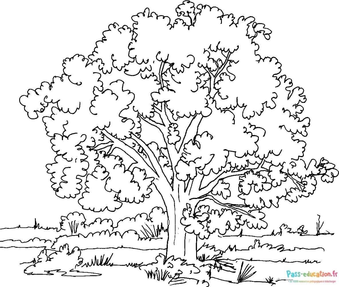 Coloriage Arbre touffu à imprimer et colorier
