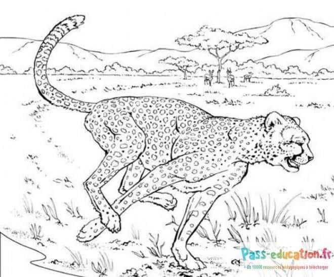 Coloriage Guépard dans la savane à imprimer et colorier