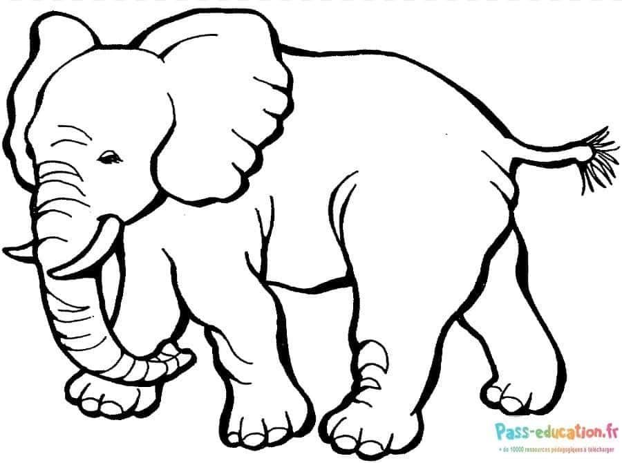 Coloriage Éléphant à imprimer et colorier