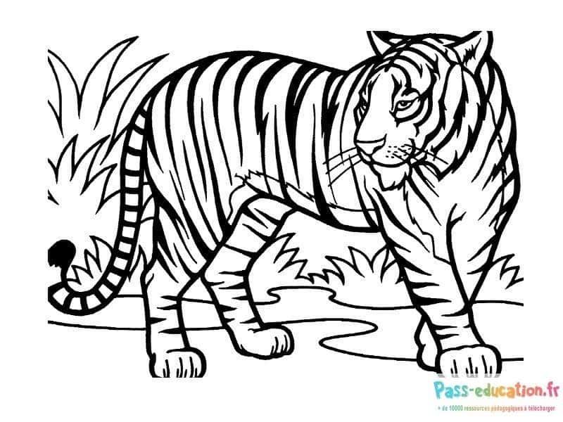 Coloriage Tigre en balade à imprimer et colorier