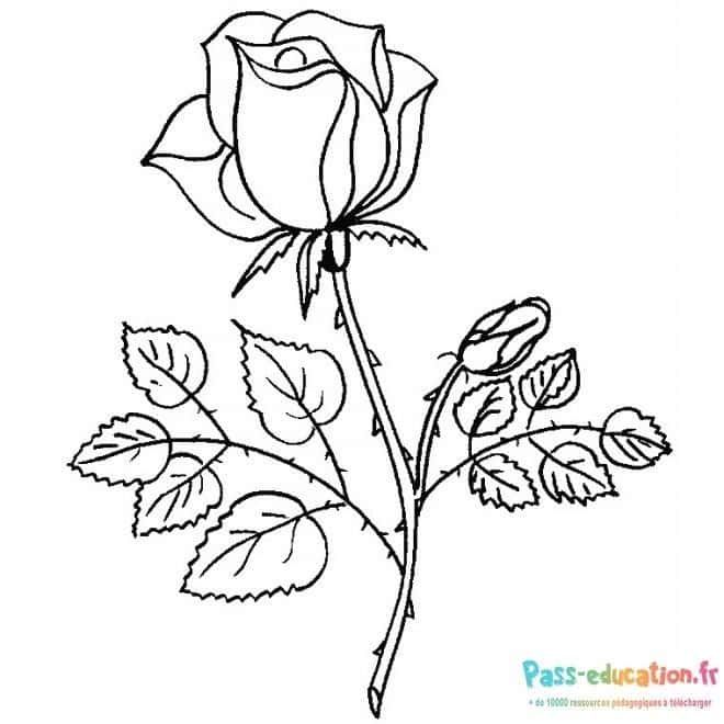 Coloriage Rose délicate à imprimer et colorier