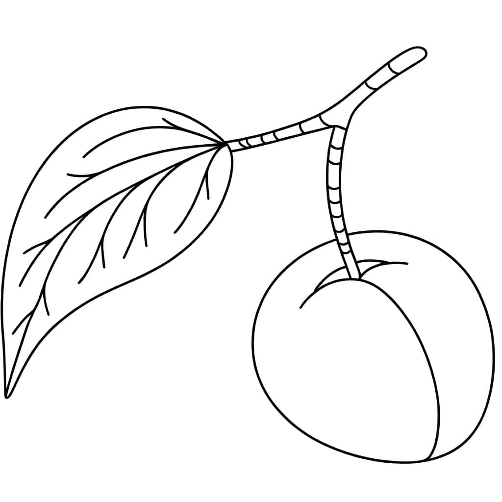 Coloriage Abricot mûr à imprimer et colorier