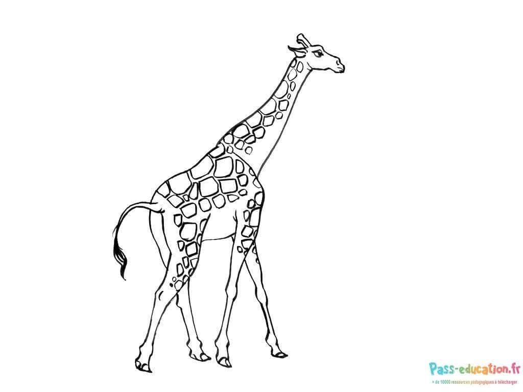 Coloriage Girafe élégante à imprimer et colorier