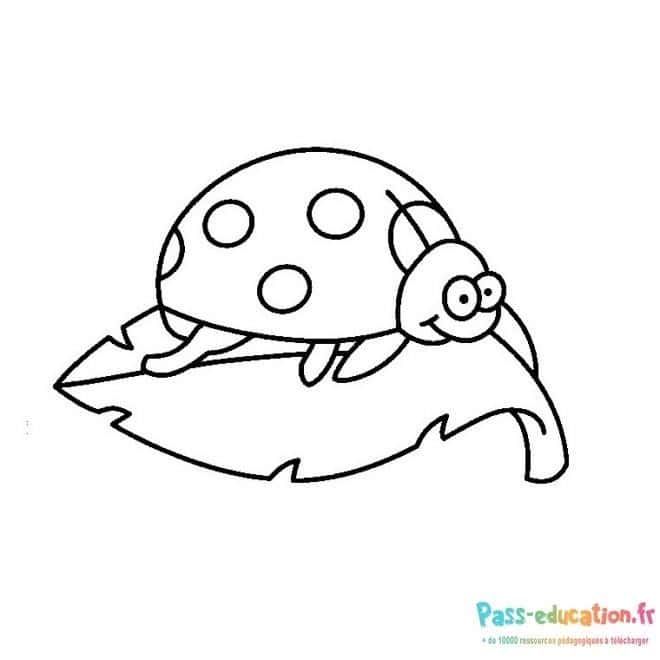 Coloriage Coccinelle sur feuille à imprimer et colorier
