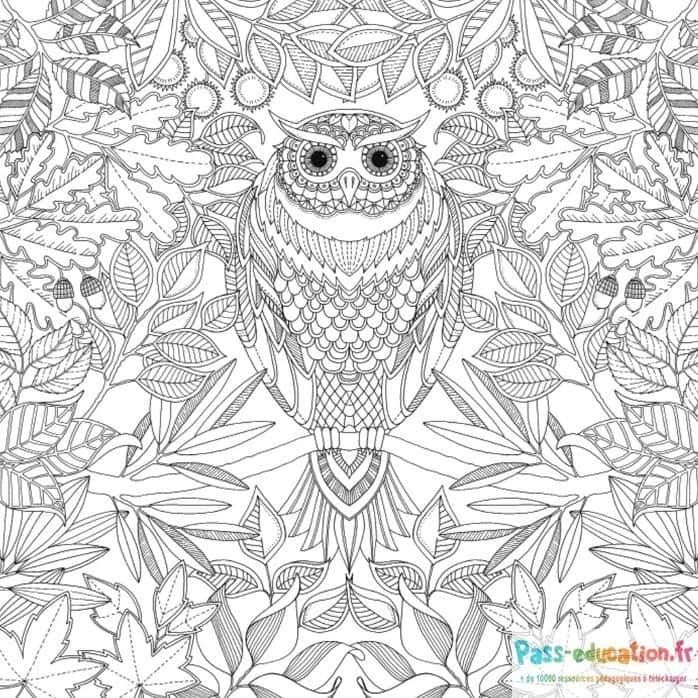Coloriage Hibou dans la jungle à imprimer et colorier