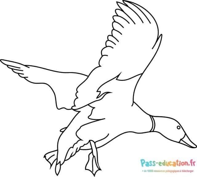 Coloriage Canard en vol à imprimer et colorier