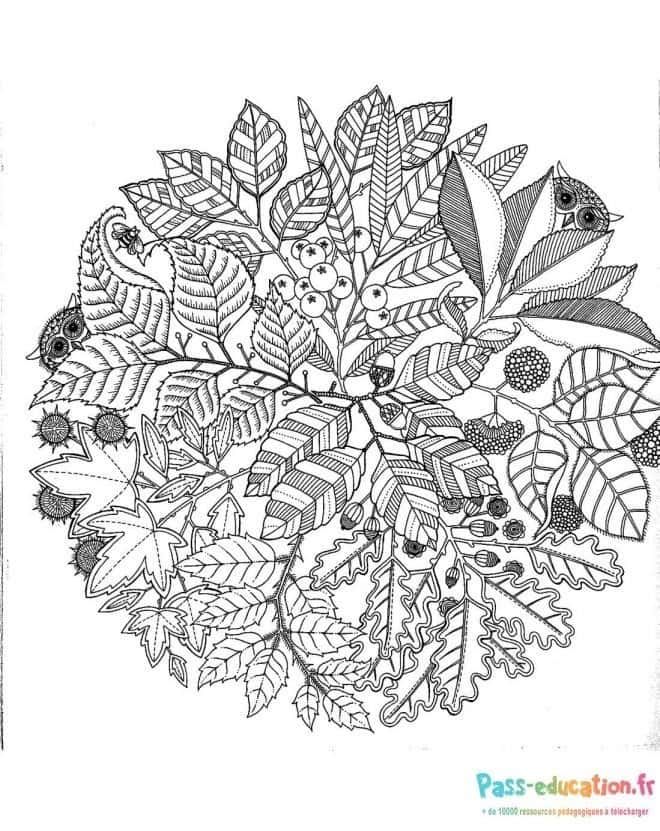 Coloriage Feuilles et fruits à imprimer et colorier
