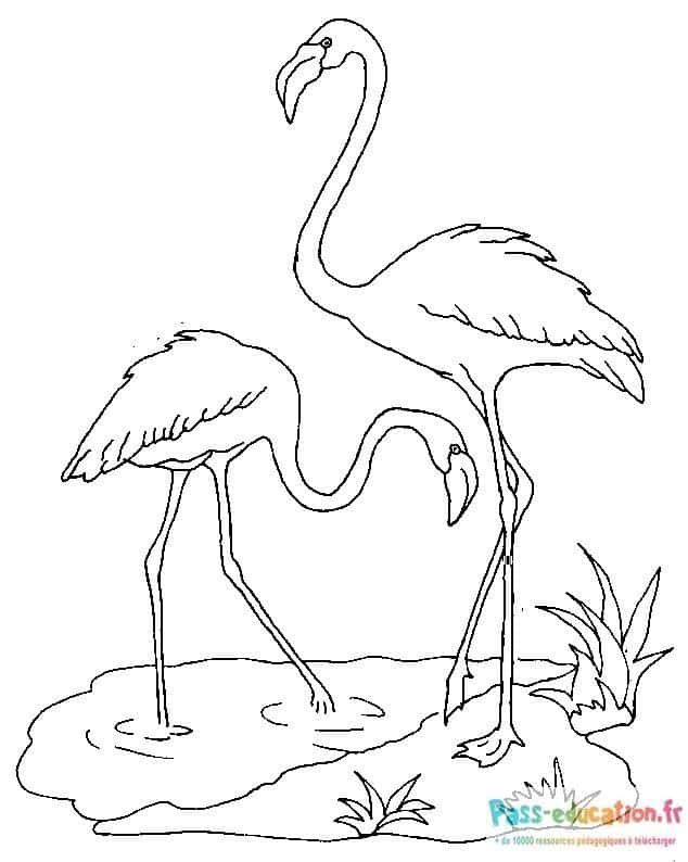 Coloriage Flamants au repos à imprimer et colorier