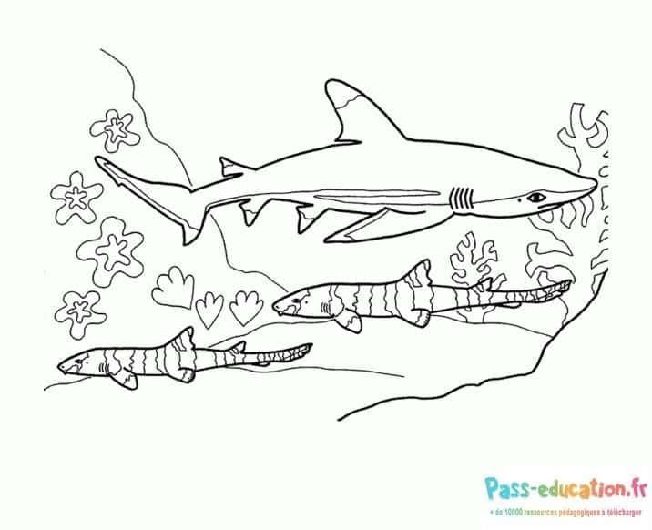 Coloriage Scène sous-marine à imprimer et colorier