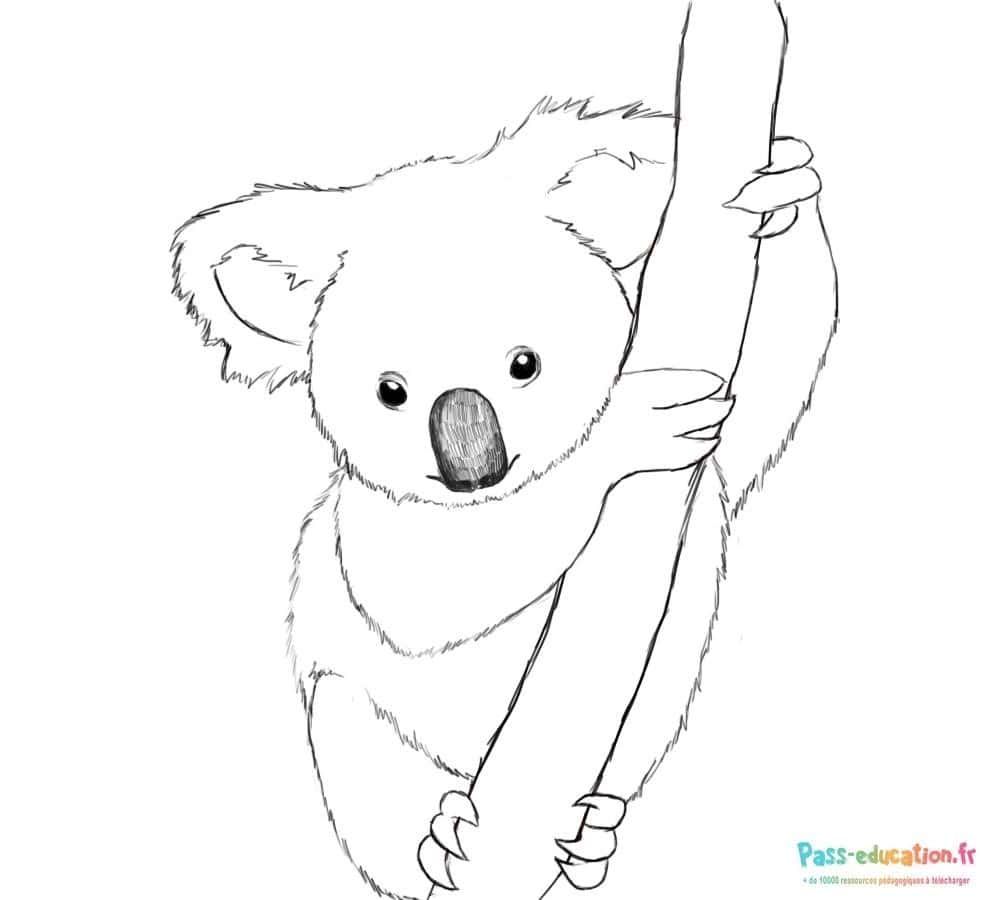 Coloriage Koala sur l'arbre à imprimer et colorier