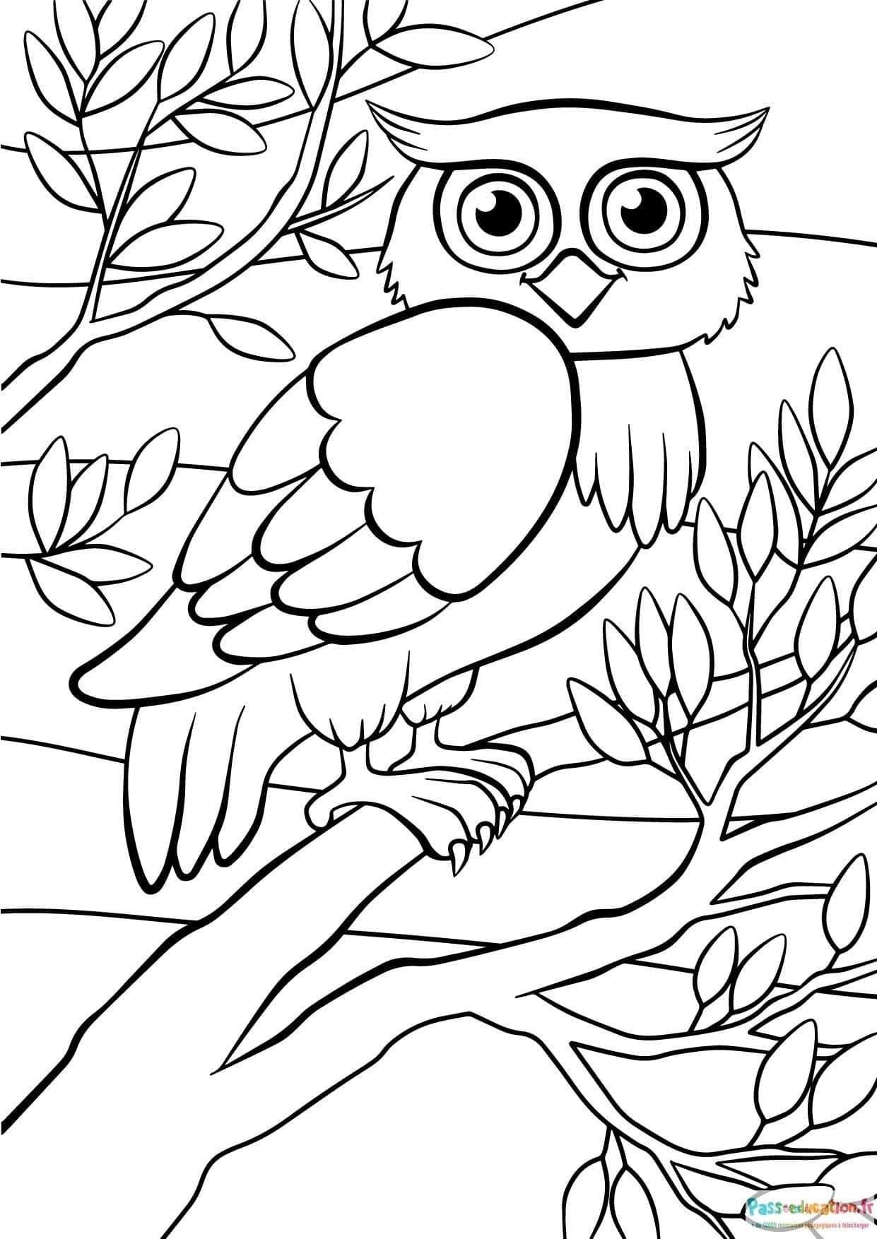 Coloriage Hibou sur branche à imprimer et colorier
