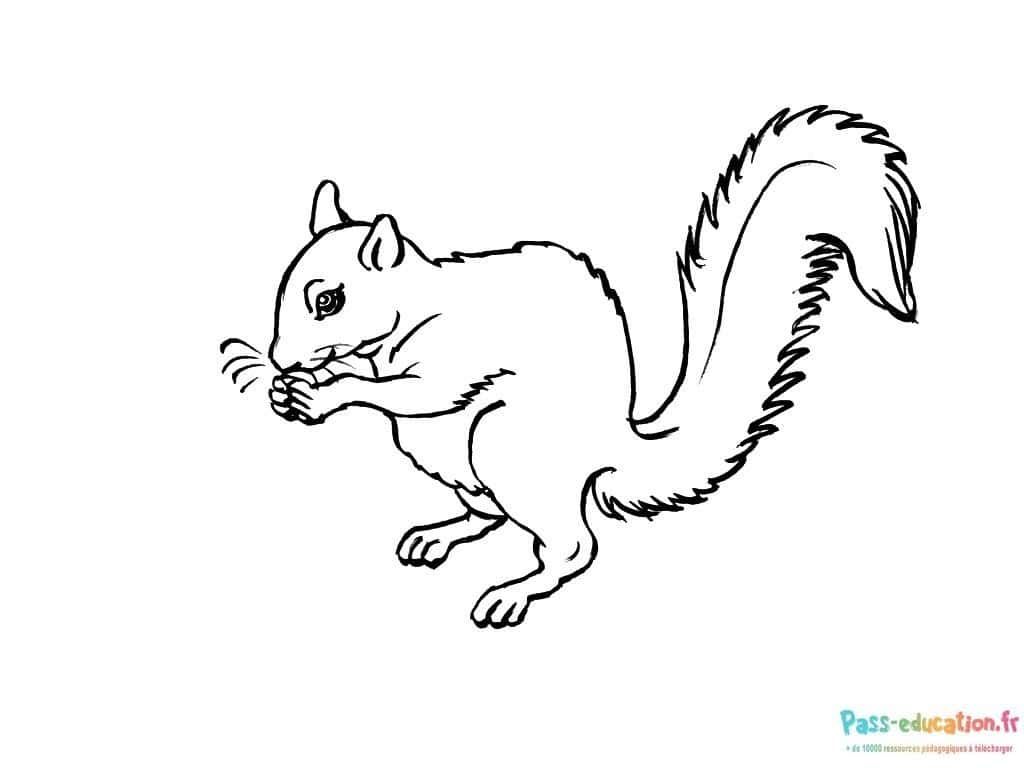 Coloriage Écureuil gourmand à imprimer et colorier