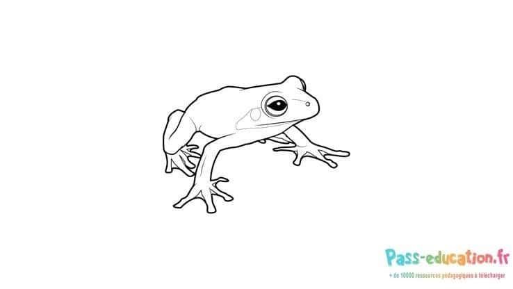 Coloriage Grenouille attentive à imprimer et colorier