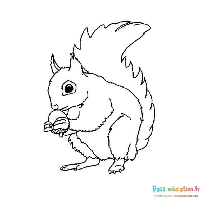 Coloriage Écureuil Gourmand à imprimer et colorier