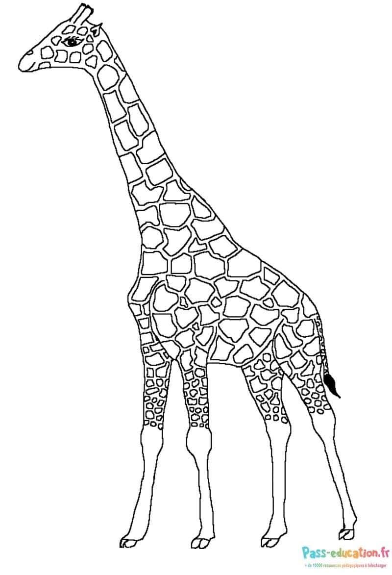 Coloriage Girafe majestueuse à imprimer et colorier