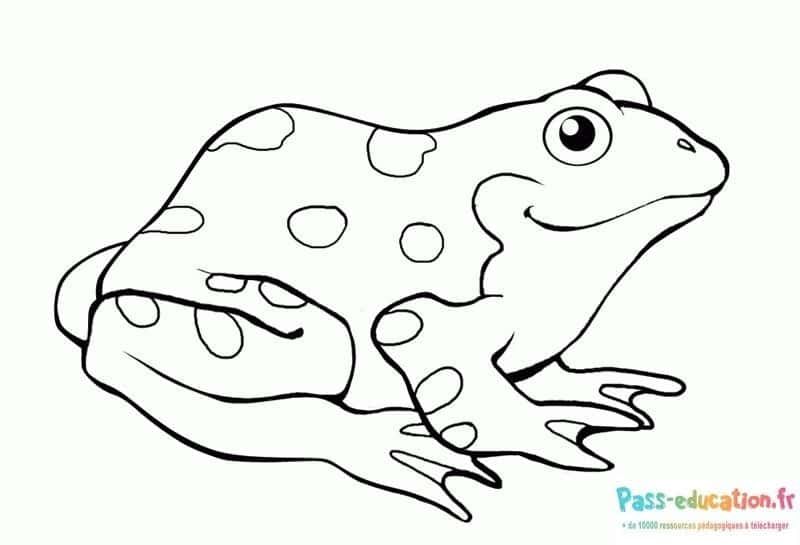 Coloriage Grenouille attentive à imprimer et colorier