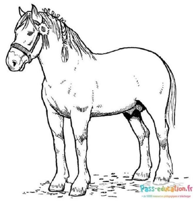 Coloriage Cheval au repos à imprimer et colorier