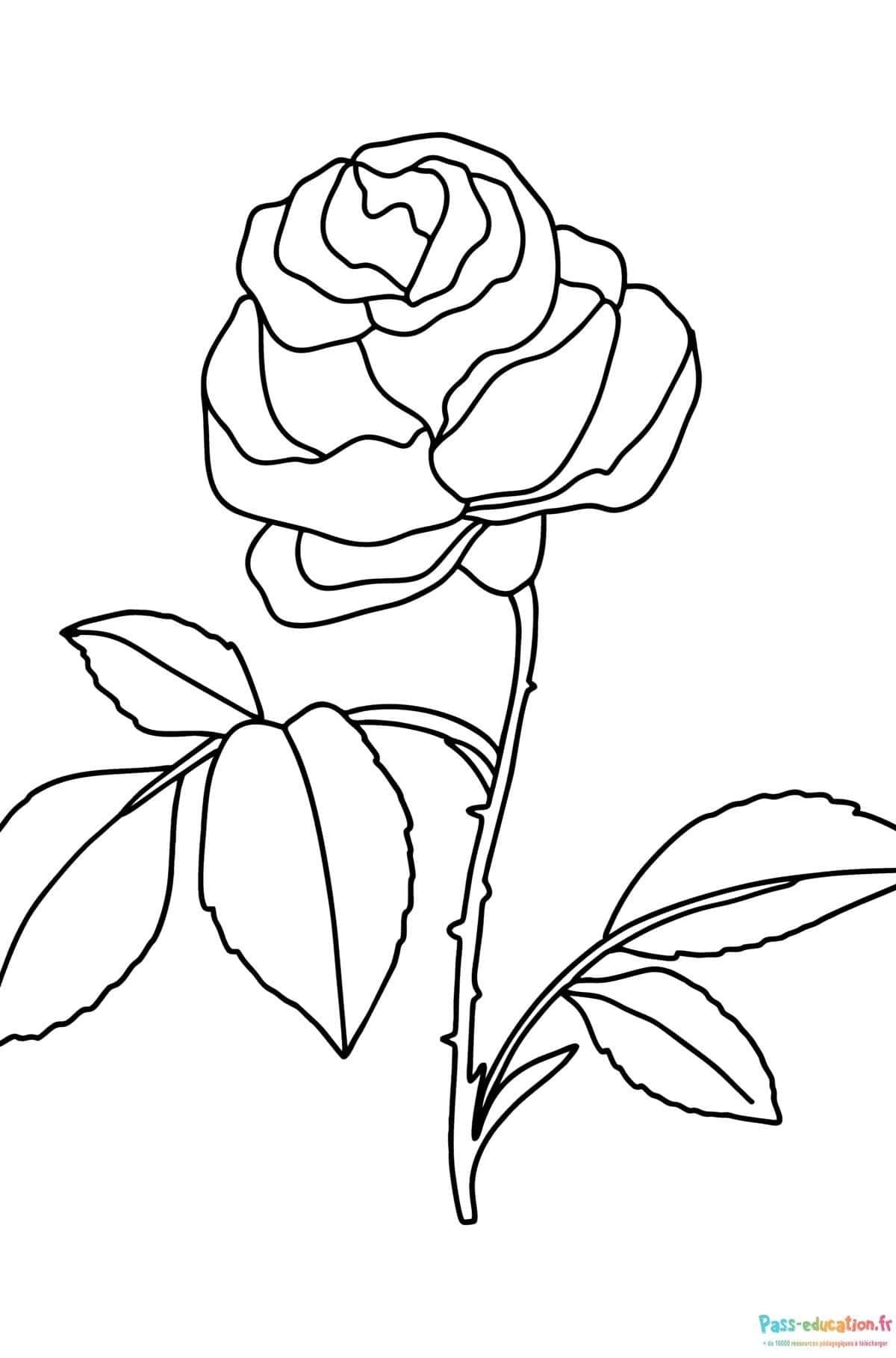 Coloriage Rose à colorier à imprimer et colorier