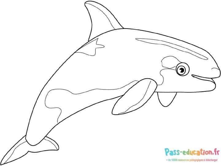 Coloriage Dessin de dauphin à imprimer et colorier