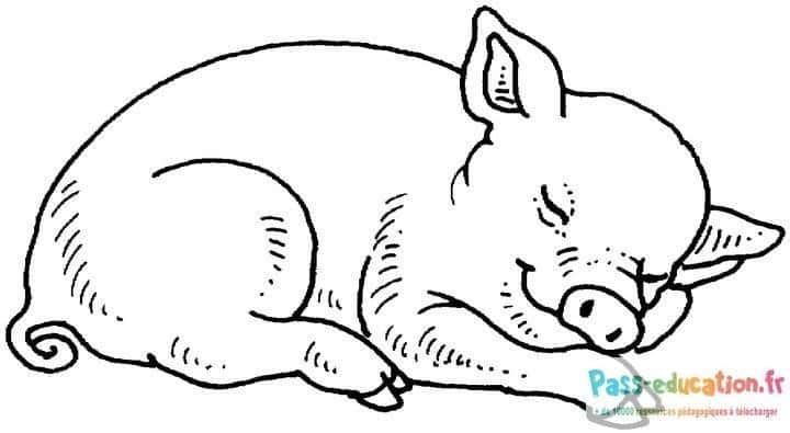 Coloriage Cochon endormi à imprimer et colorier