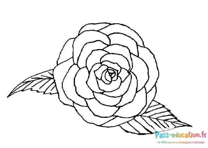 Coloriage Rose délicate à imprimer et colorier