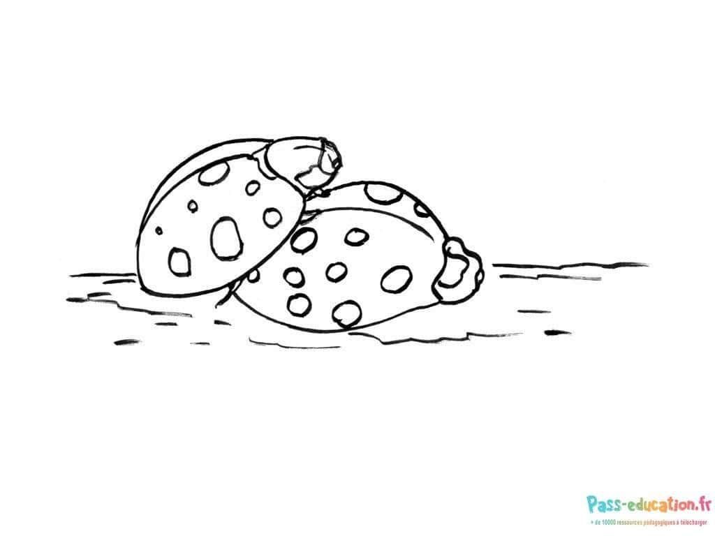 Coloriage Coccinelles amusantes à imprimer et colorier