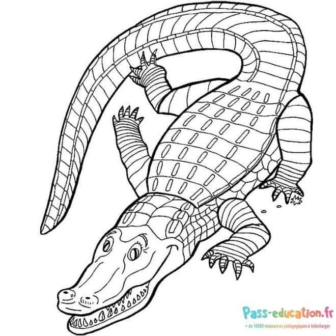 Coloriage Crocodile souriant à imprimer et colorier