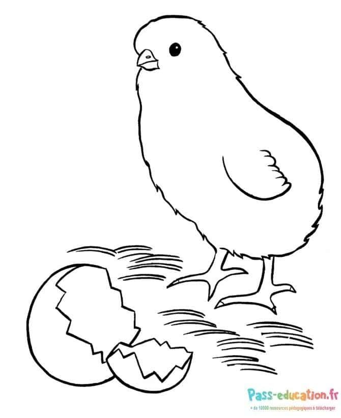 Coloriage Poussin sorti de l'œuf à imprimer et colorier