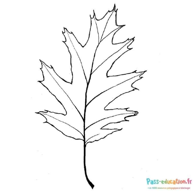 Coloriage Feuille d'érable à imprimer et colorier