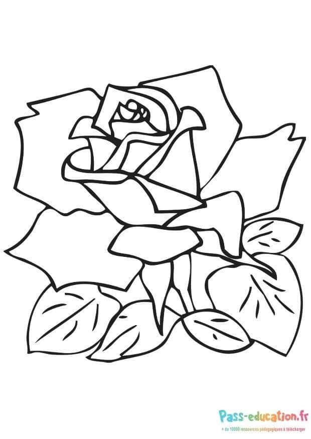 Coloriage Rose épanouie à imprimer et colorier