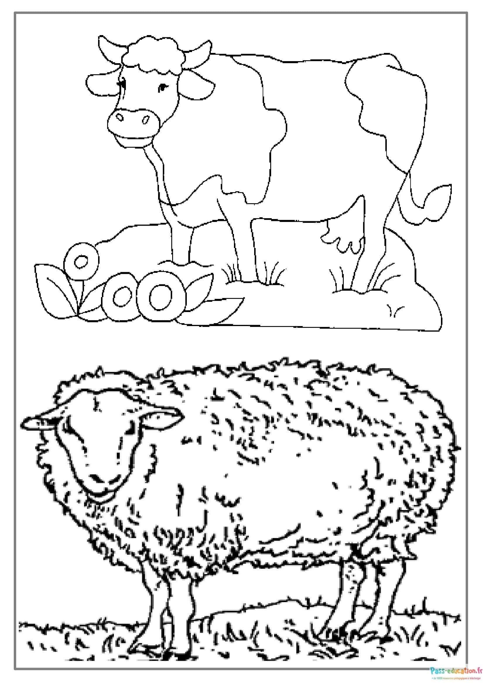 Coloriage Vaches et mouton à imprimer et colorier