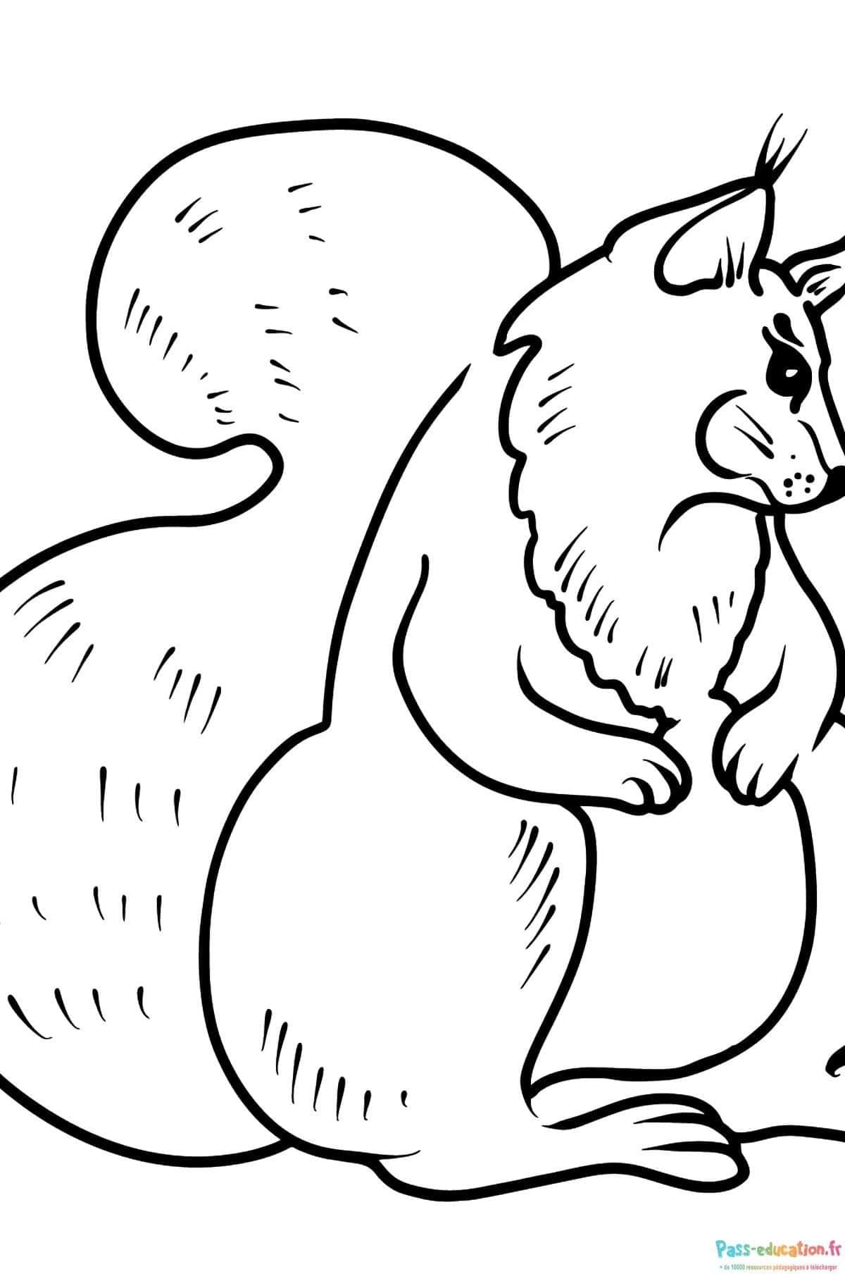 Coloriage Écureuil curieux à imprimer et colorier