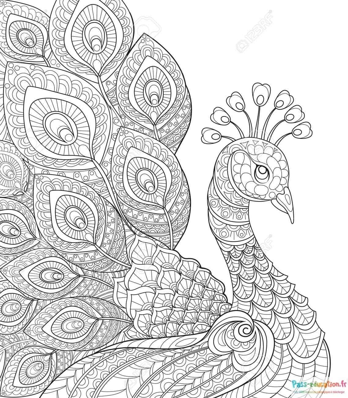 Coloriage Paon mandala à imprimer et colorier