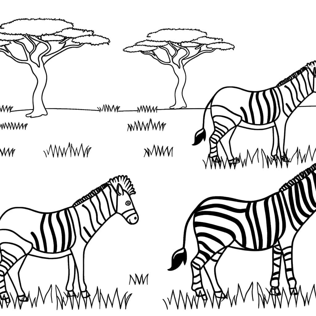 Coloriage Zèbres en savane à imprimer et colorier